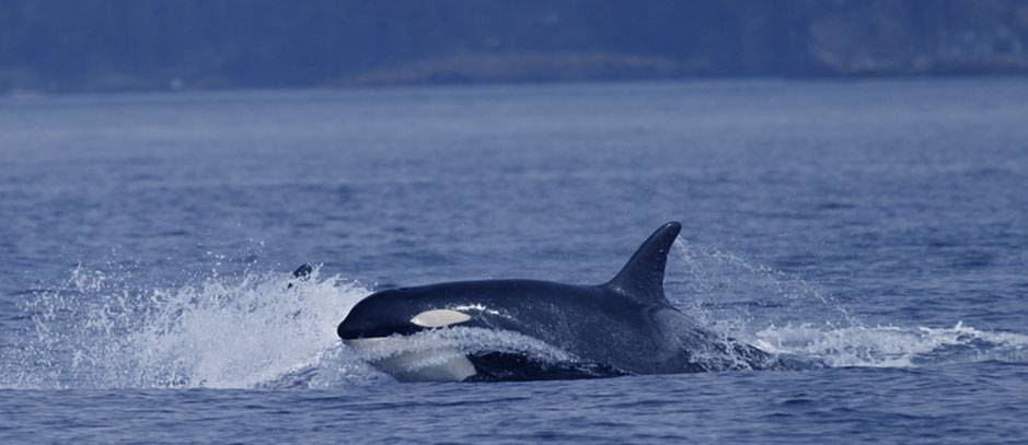 Whale Watching Seattle Best Time Of Year