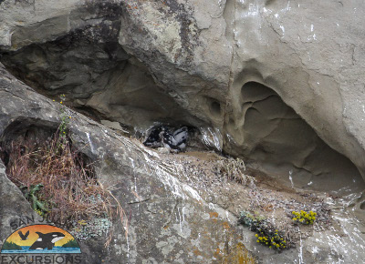 Birds in rock cliff